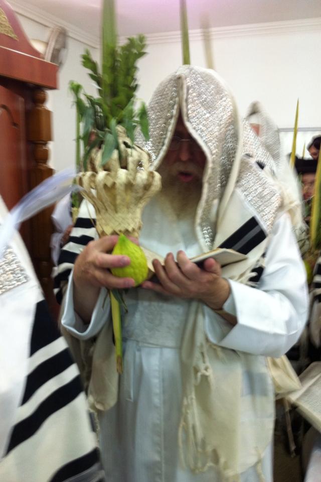 Image result for ‫לולב האדמור ‬‎